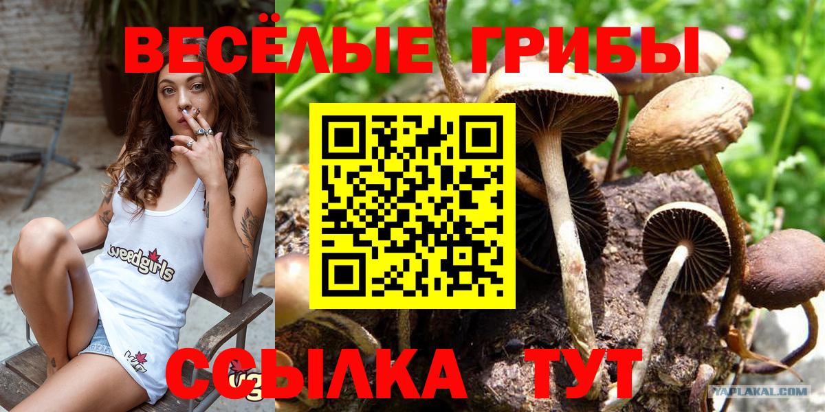 Галлюциногенные грибы GOLDEN TEACHER Ржев